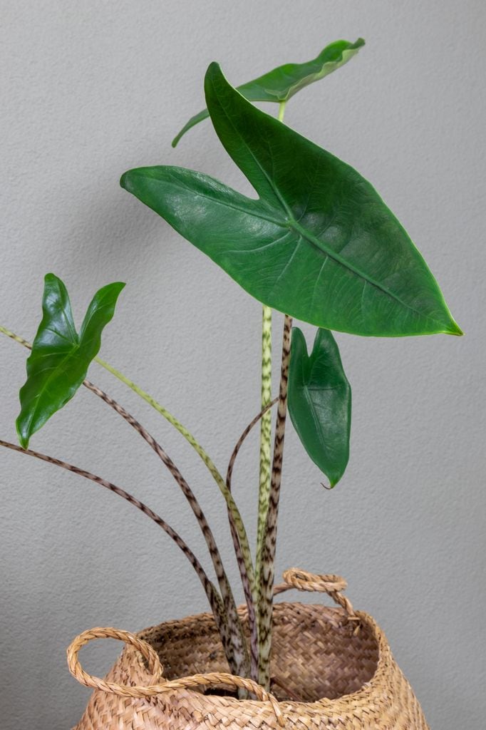 Alocasia zebrina