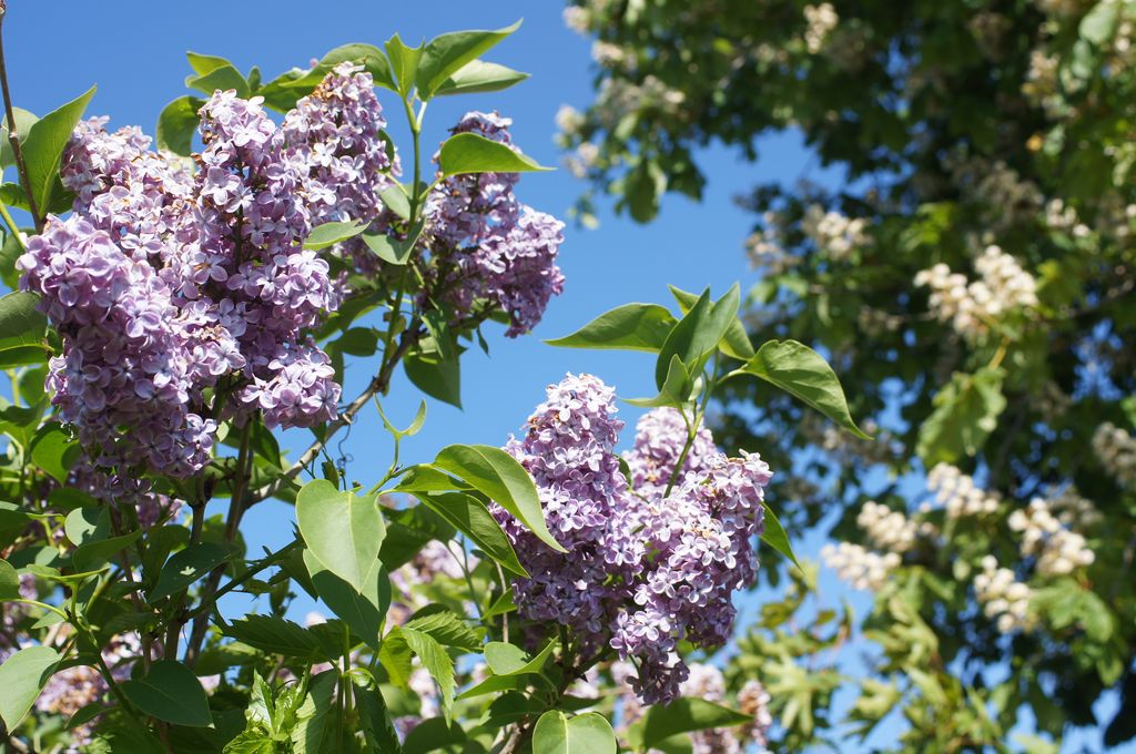 Lila o Syringa, arbusto con flor.