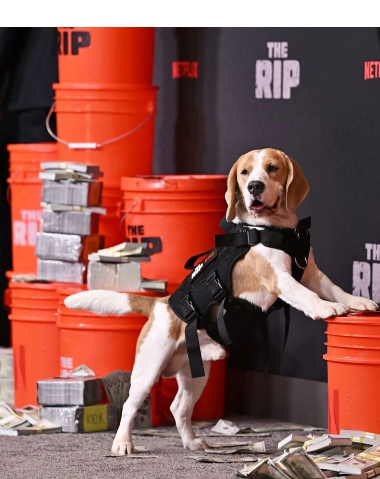 El perro Wilbur asiste al estreno mundial de 'The Rip' en la ciudad de Nueva York.