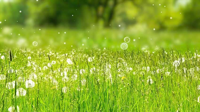 Campo en porimavera donde puede verse el polen flotando en el ambiente