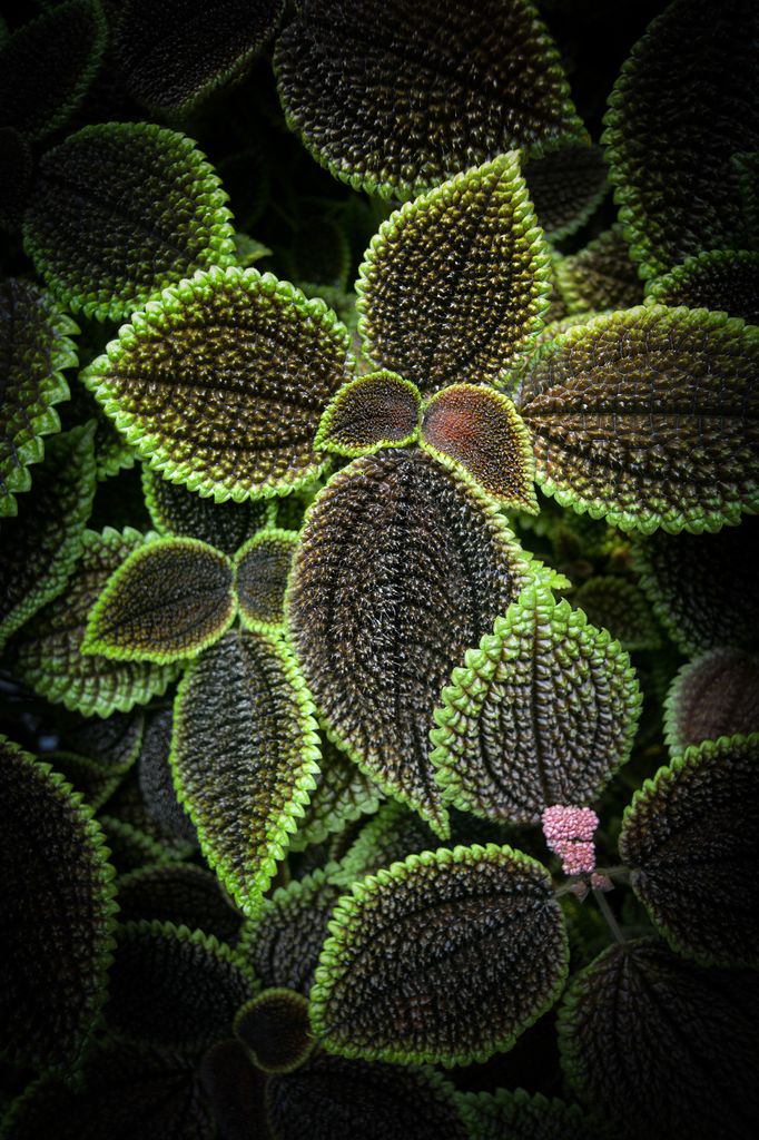 Pilea involucrata