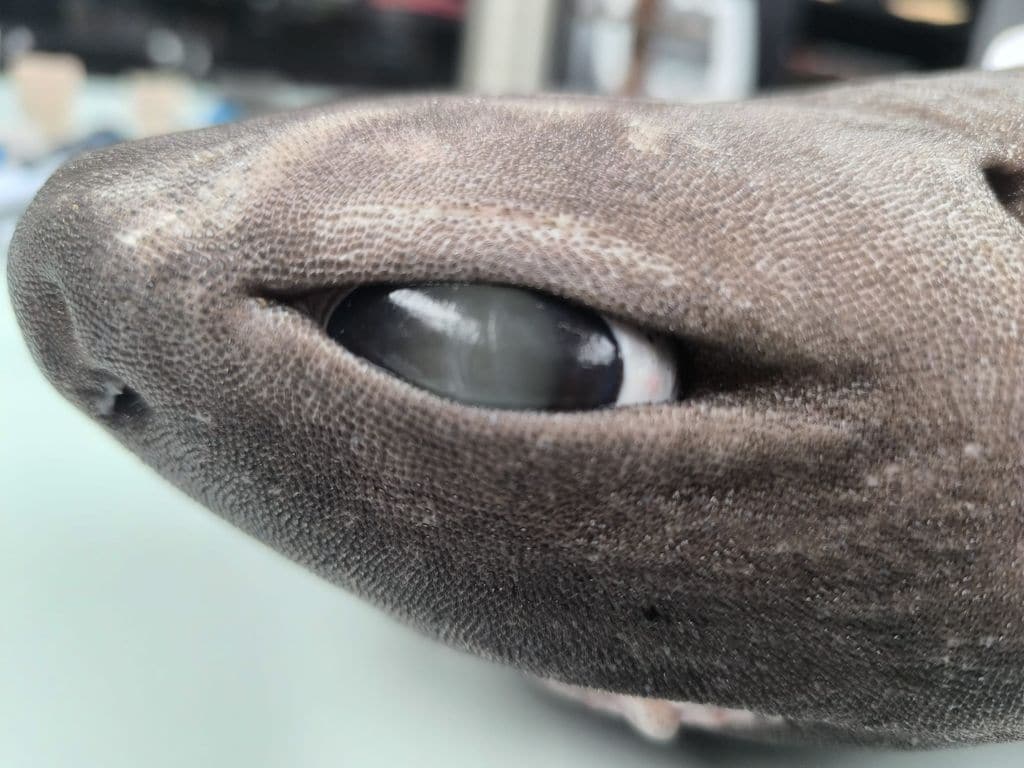 Los ojos del tiburón foca están diseñados para captar la mínima luz y detectar presas bioluminiscentes