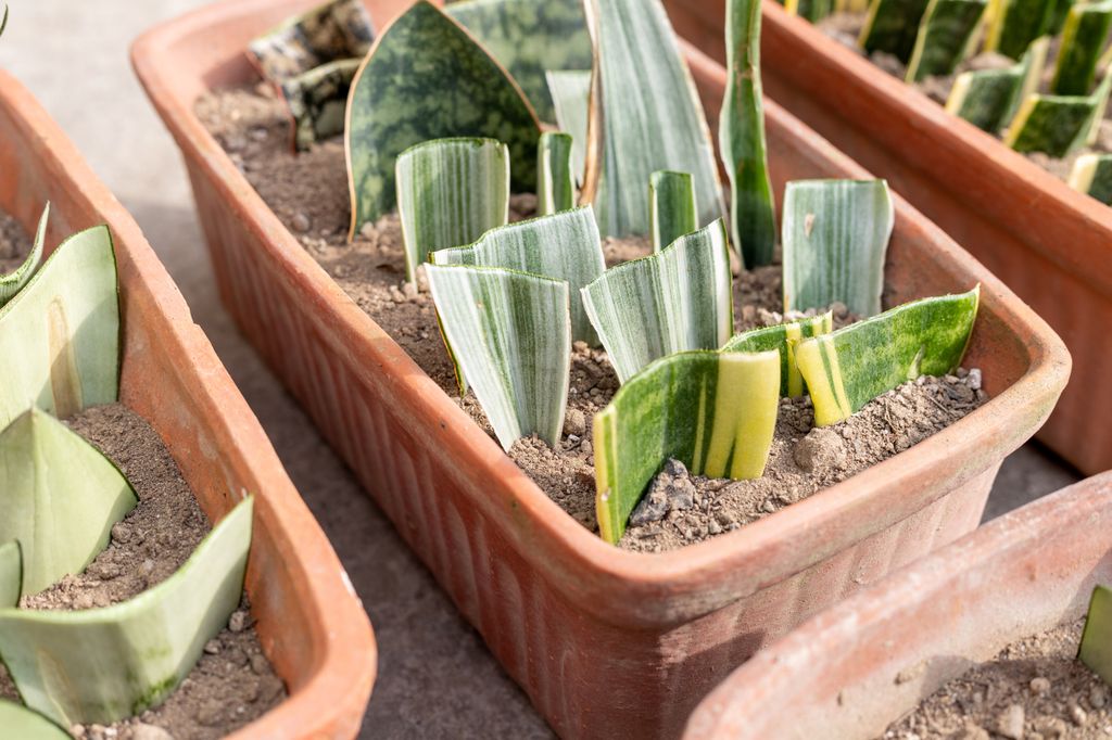 Esquejes de sansevieria