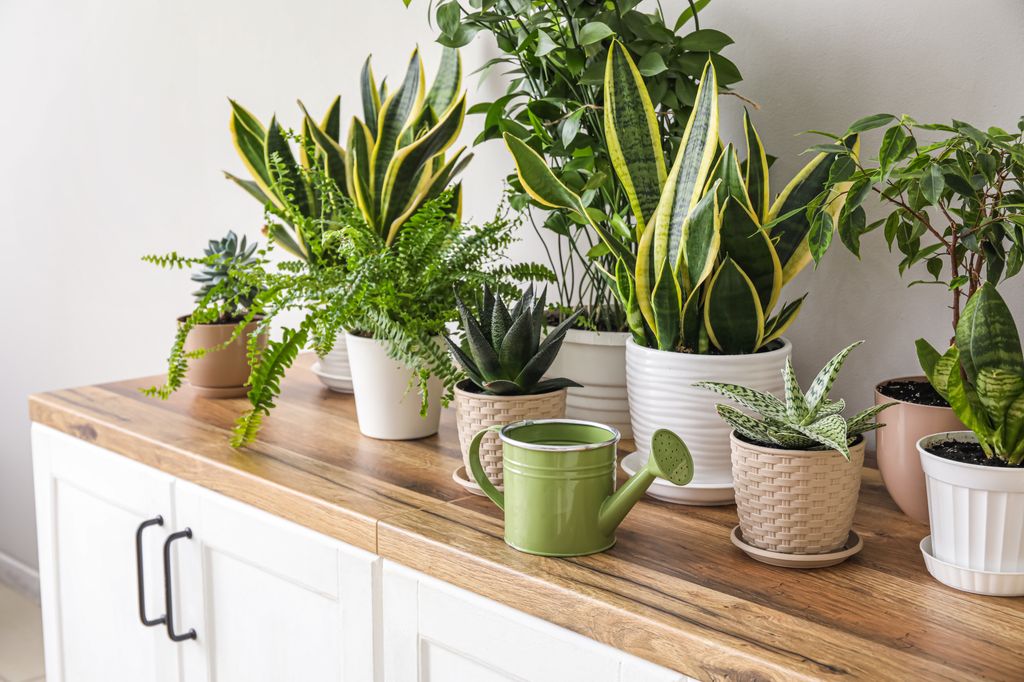 plantas de interior