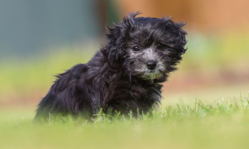 de que color son los perros maltipoo
