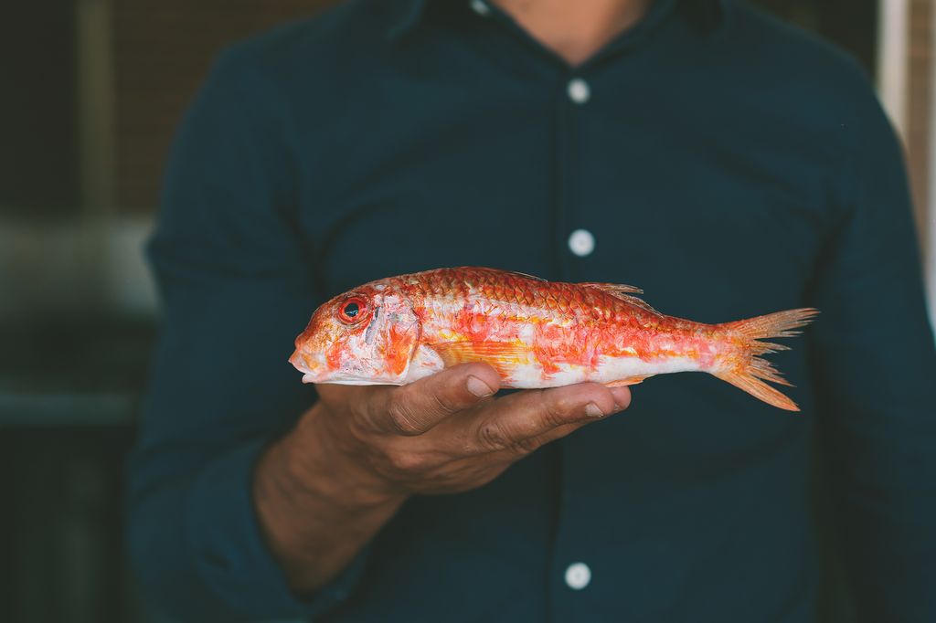 Salmonete
