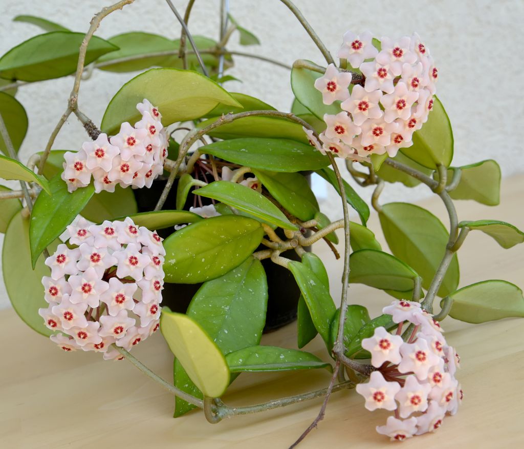 Hoya carnosa florecida