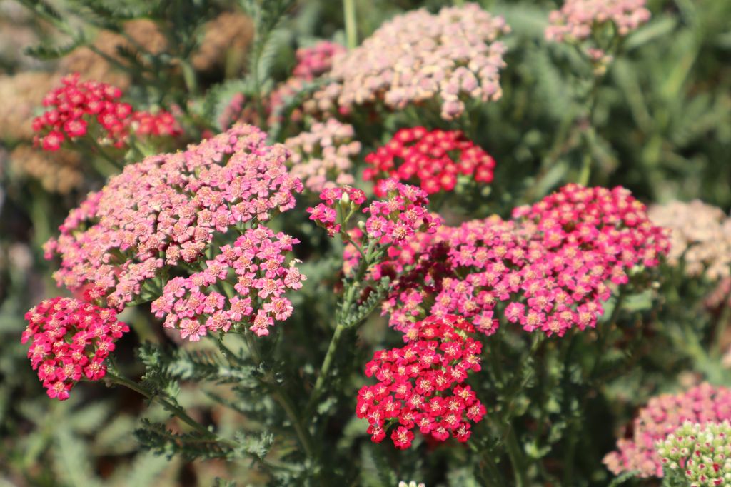 La milenrama (‘Achillea millefolium’) tiene su pico de floración en los meses estivales de julio y agosto y dichas inflorescencias se dan en forma de umbelas en color blanco, amarillo, rosa o rojo
