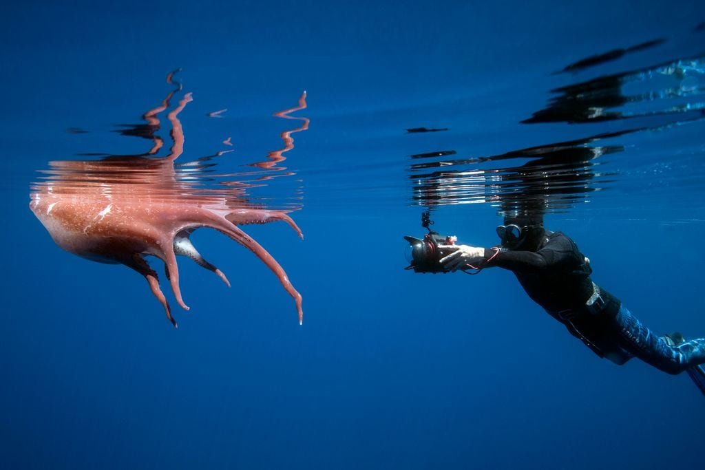 El pulpo de siete brazos puede alcanzar hasta cuatro metros y habita a más de 500 metros de profundidad, lo que hace cada hallazgo un auténtico enigma científico