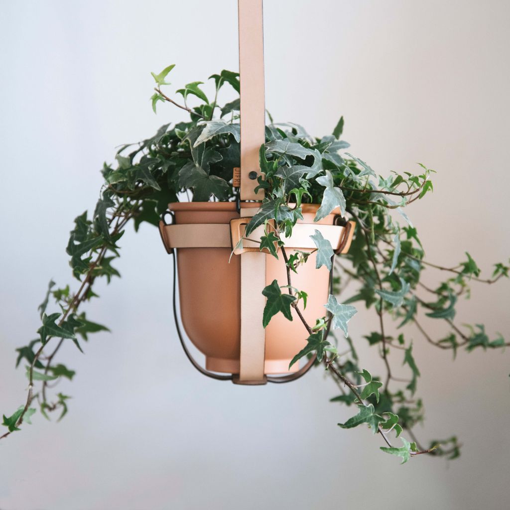 Suspendida en maceta, una hiedra ('Hedera helix') 