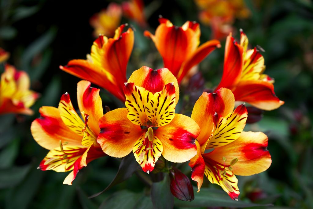 Preciosa flor del lirio de los Incas ('Alstroemeria aurantiaca')