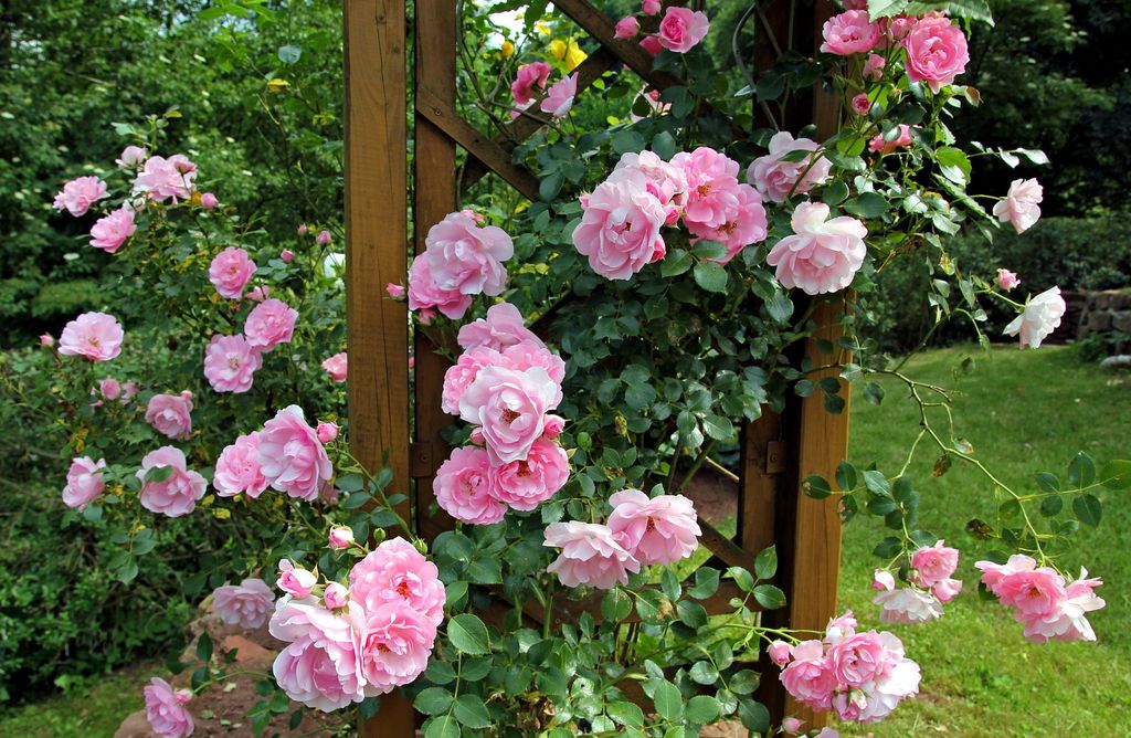 Rosal trepador planta de exterior. 
