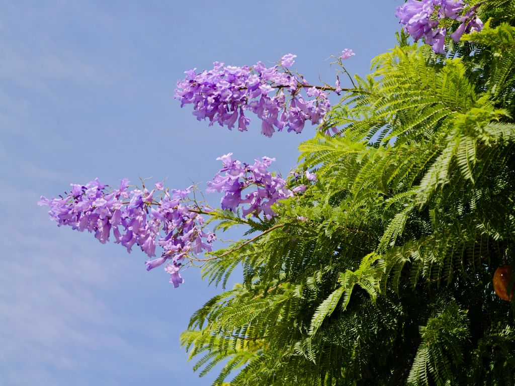 Jacaranda Un rbol De Floraci n Espectacular Resistente Y F cil De Cuidar Jacaranda Un rbol De Floraci n Espectacular Resistente Y F cil De Cuidar
