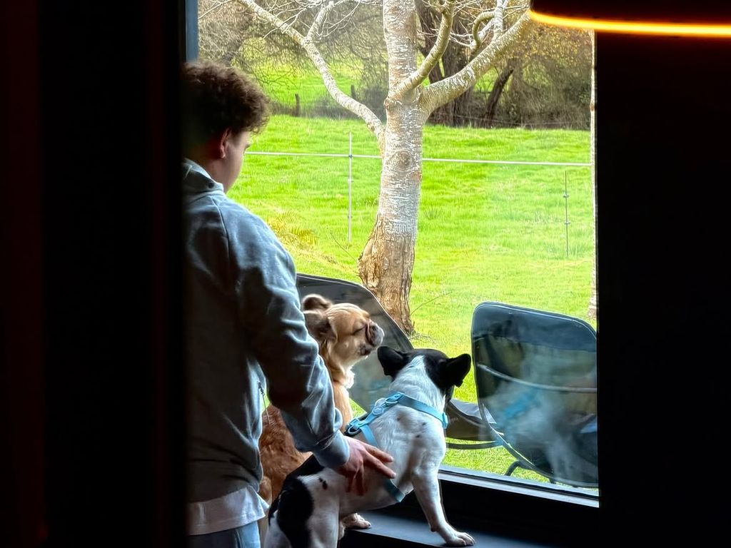 Pelayo Herrero, el novio de Sofía Bono con sus dos bulldog franceses