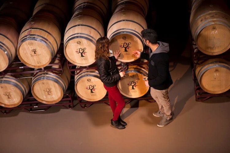 Rioja-Alavesa-vendimia