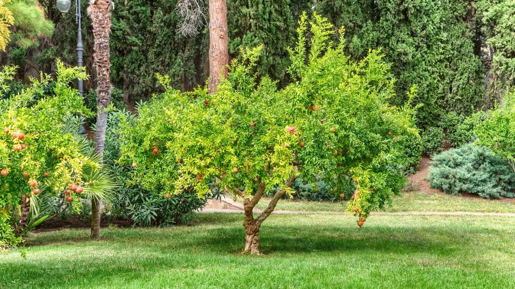 Granado joven en un jardín doméstico