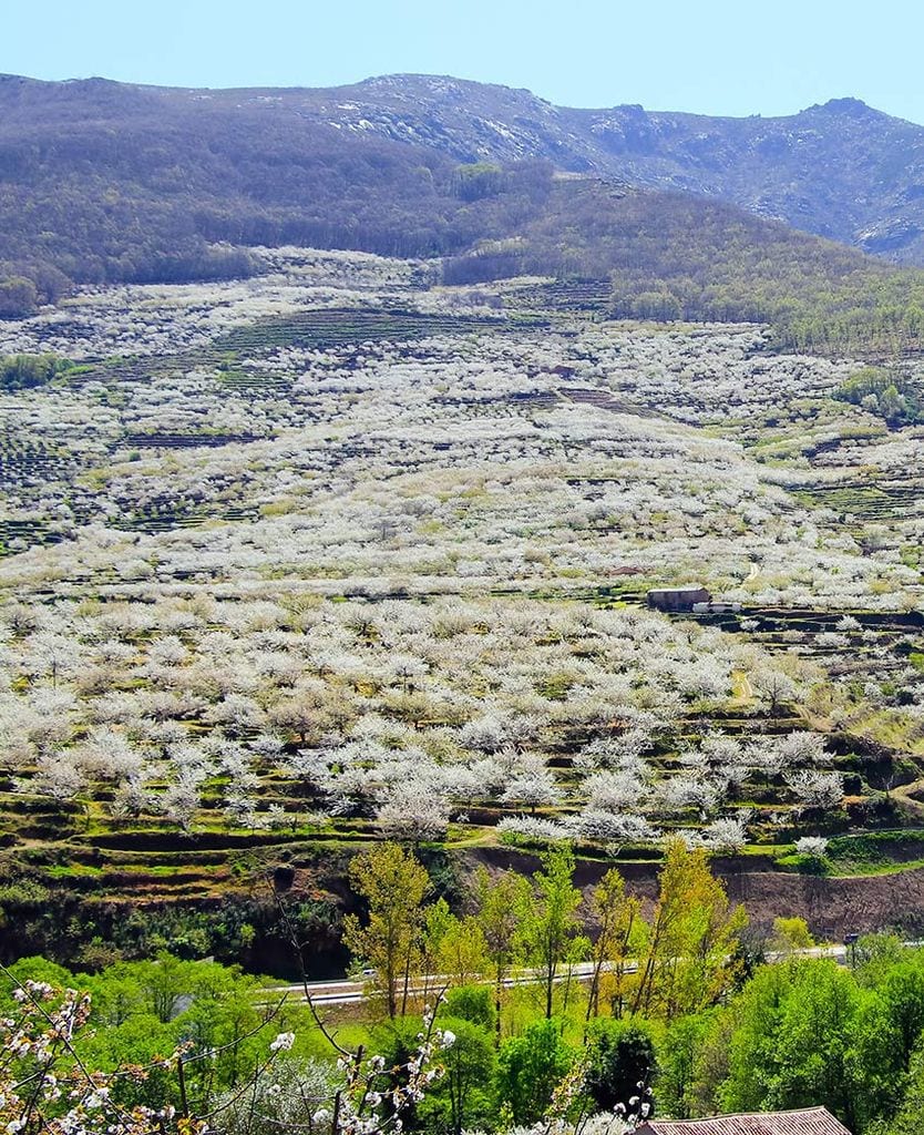 cerezos-jerte