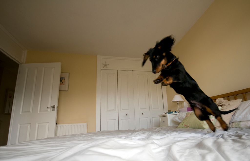 Uno de los riesgos menos evidentes de dormir con el perro en la cama son los saltos, especialmente en cachorros, perros pequeños o razas con predisposición a problemas de espalda