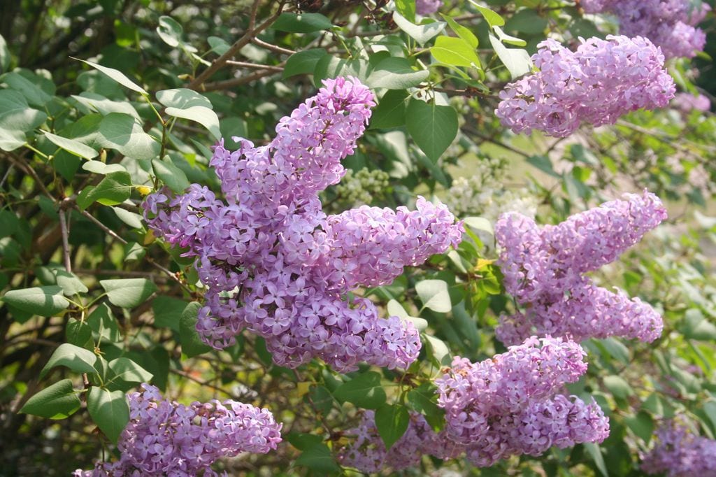Lila o Syringa, arbusto con flor.