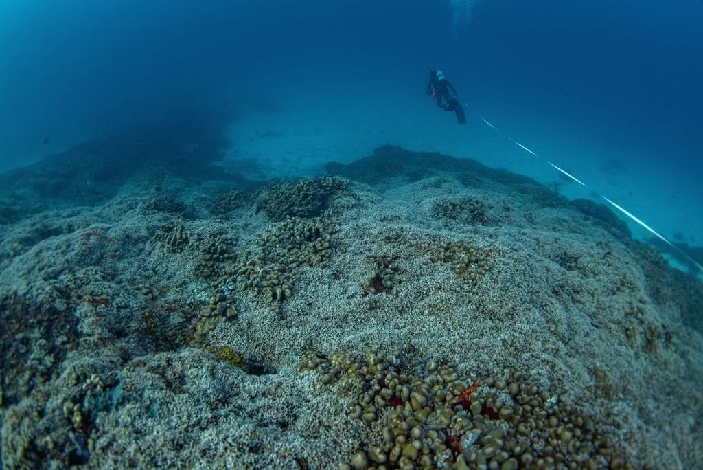 La colonia de coral más grande jamás registrada