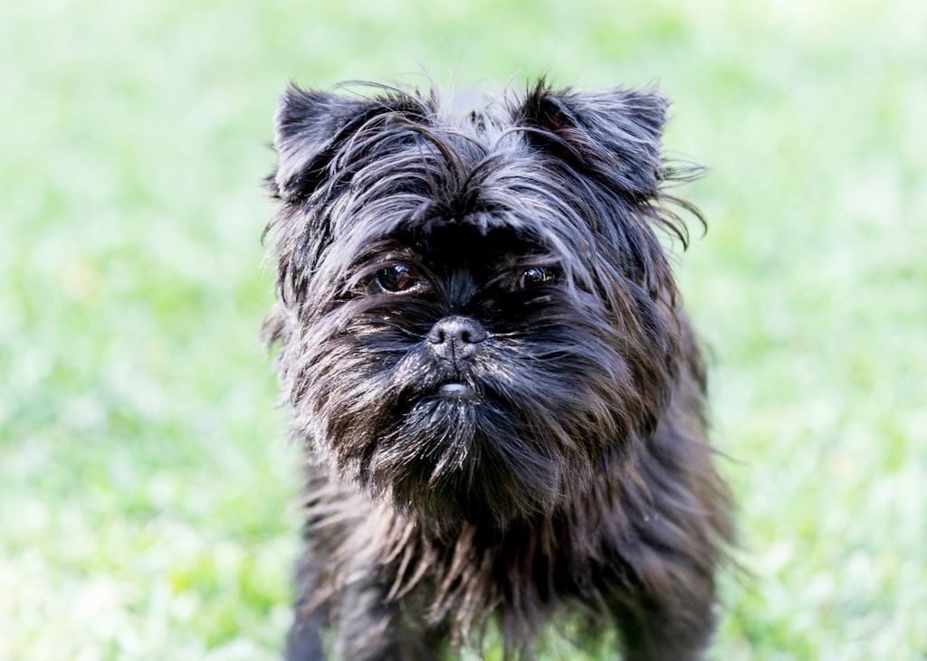 El Affenpinscher, conocido como "perro mono", es pequeño, curioso y se adapta muy bien a la vida en interiores