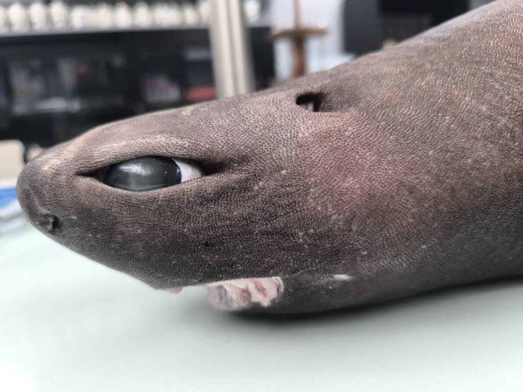 El tiburón foca es una especie de aguas profundas que puede vivir a más de 3.600 metros, en completa oscuridad.