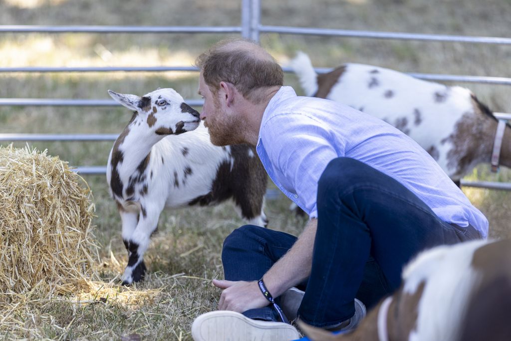 Entre las actividades, el duque de Sussex ha tenido que mantener la mirada fija con una cabra