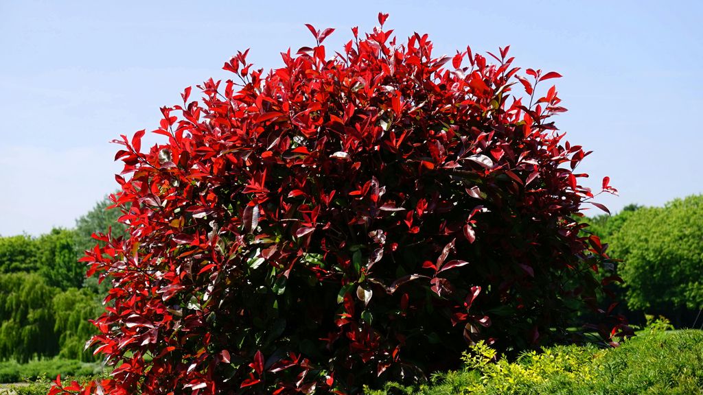 Fotinia empleada como punto focal del jardín, aislada y decorativa