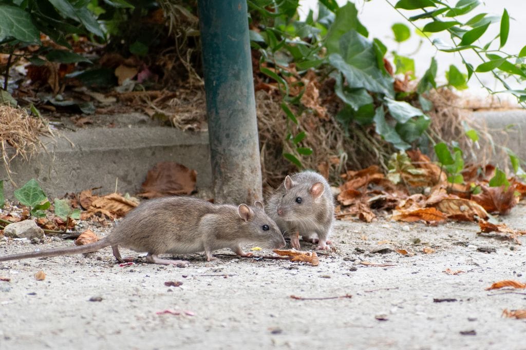 El hantavirus es una enfermedad transmitida por roedores, generalmente por inhalación de orina o heces secas.