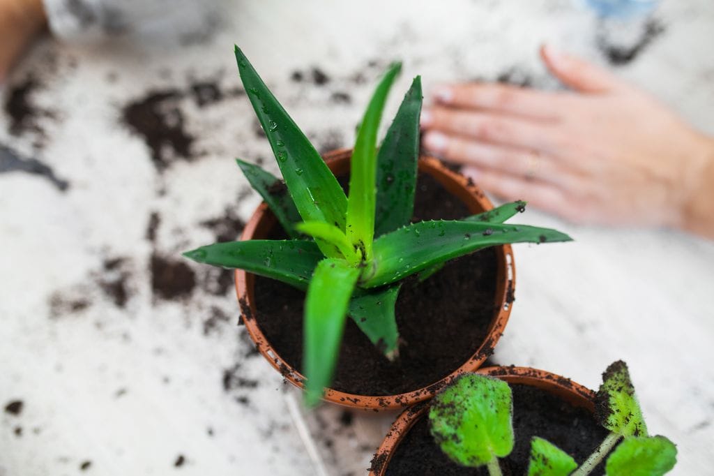 Planta de aloe vera