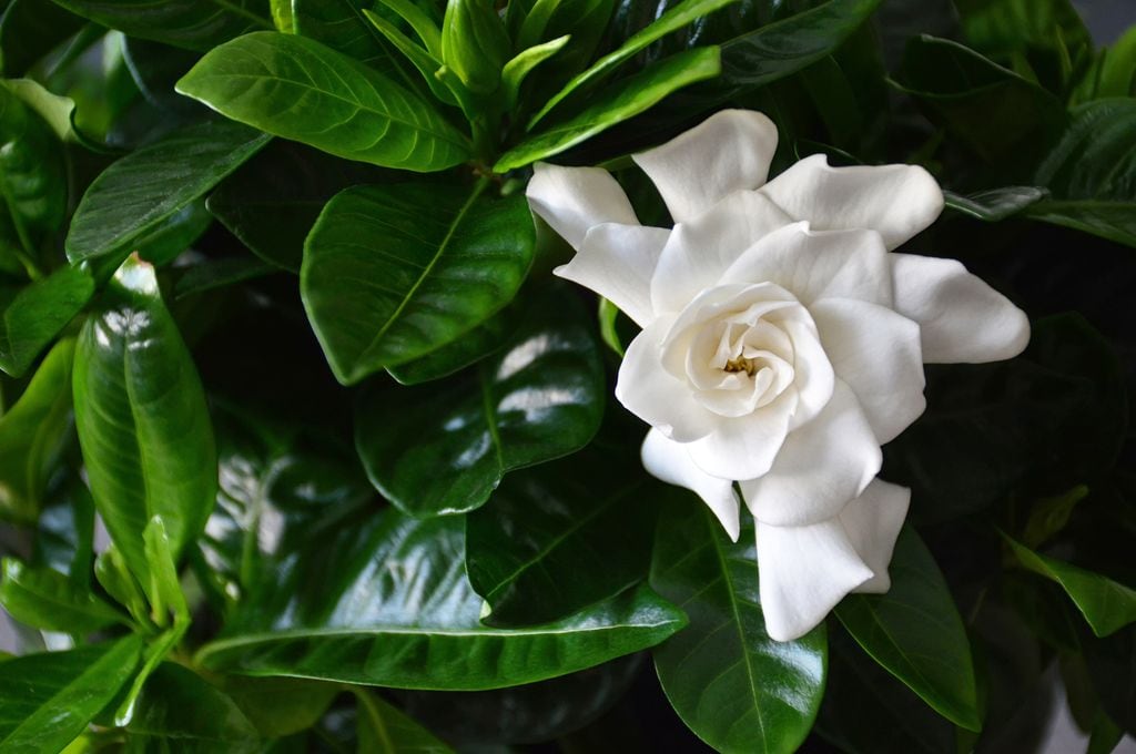 Gardenia de color blanco