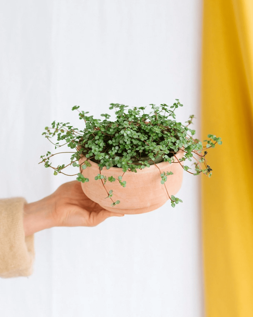 Pilea glauca