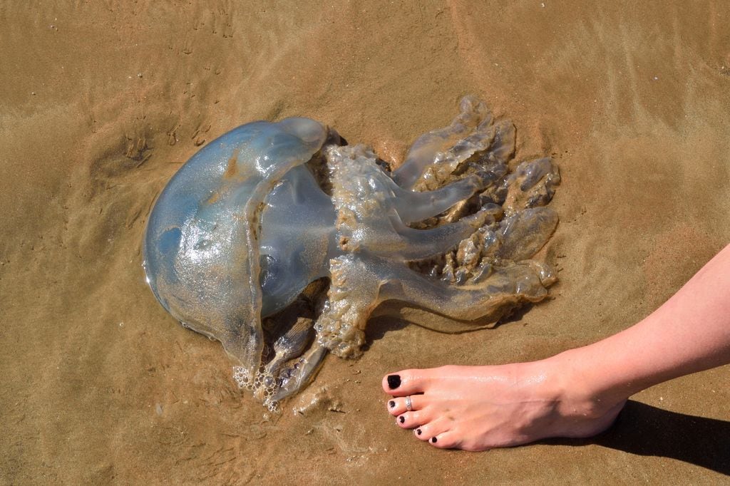 medusa en la playa, junto al pie de una mujer