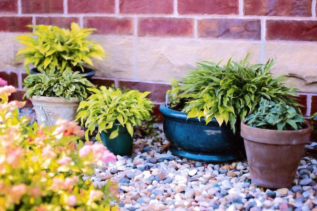 Plantas de exterior