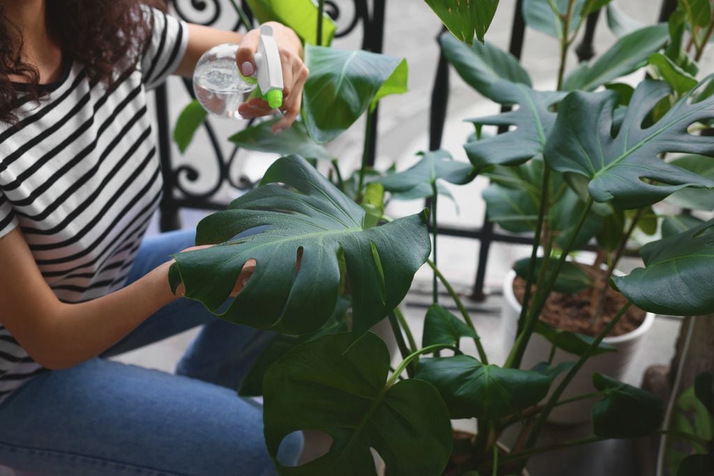 Monstera deliciosa en balcón