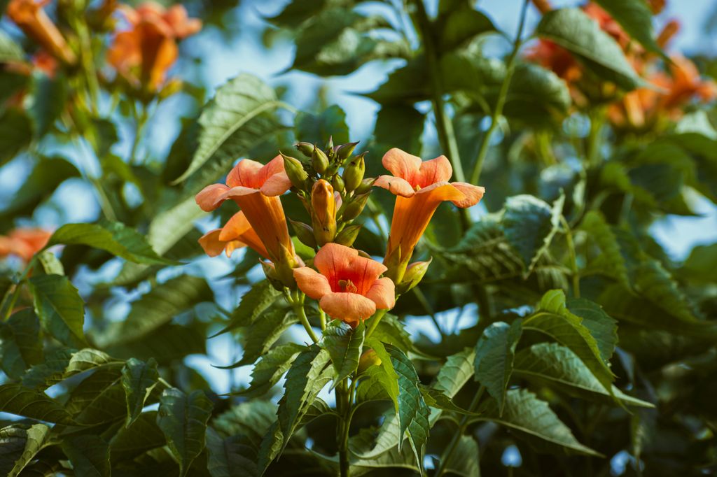 Trompeta de fuego o Campsis radicans