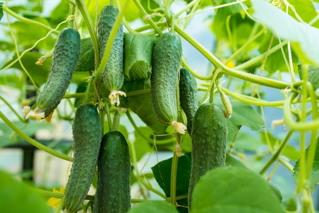 Pepinos
