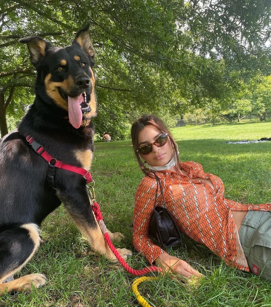 Las visitas periódicas al veterinario permiten detectar a tiempo posibles problemas de salud