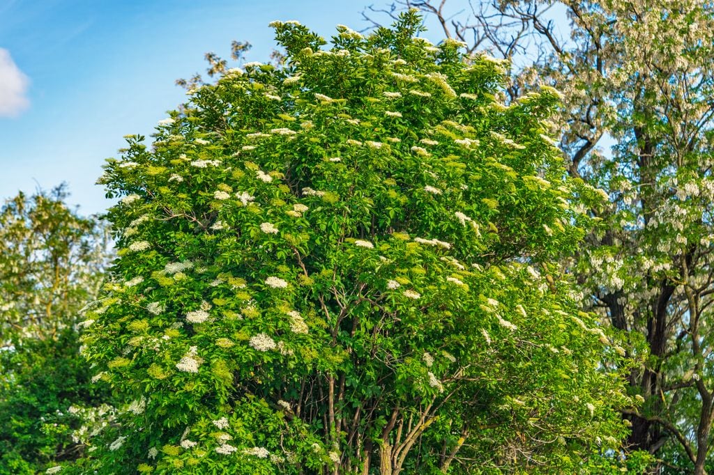 Saúco de porte arbóreo en primavera, cuando luce flores blancas y fragantes