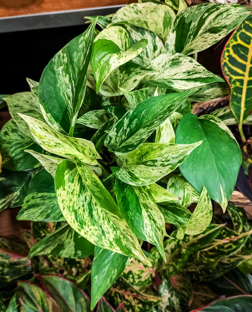 Planta de poto