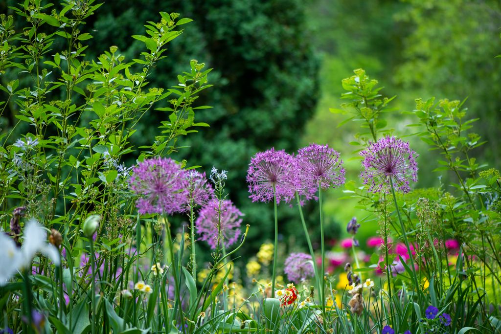 Flores en el jardín