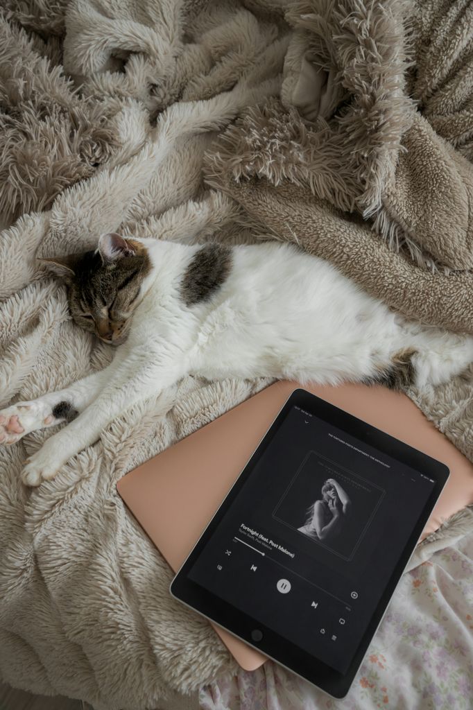 Gato relajado escuchando música