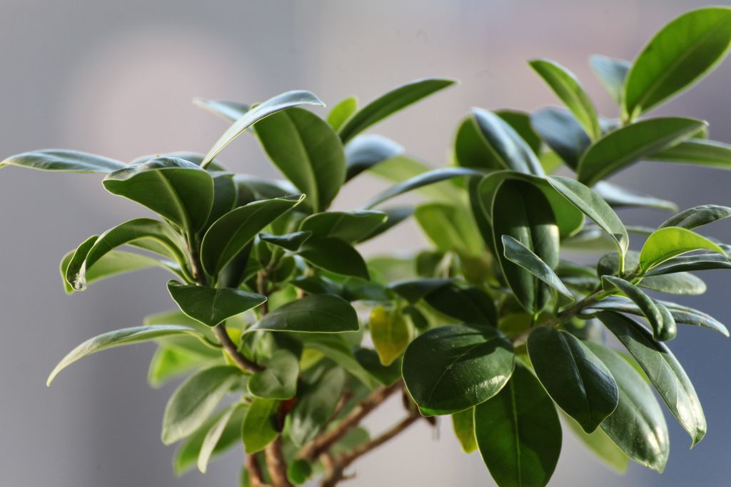 Ficus elastica