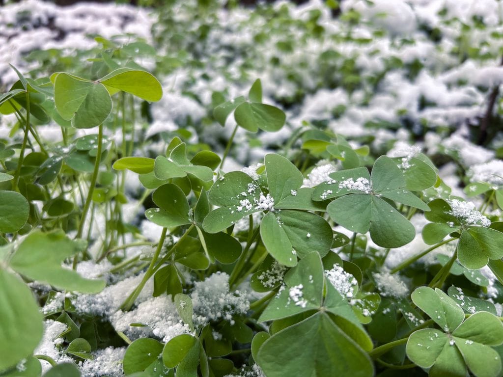 Planta vivaz en invierno
