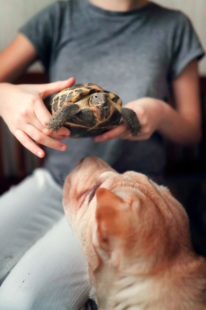 Un niño enseñando una tortuga a su perro