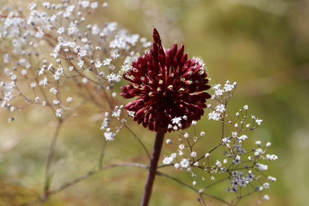 Flor de la paniculata (‘Gypsophila paniculata’)