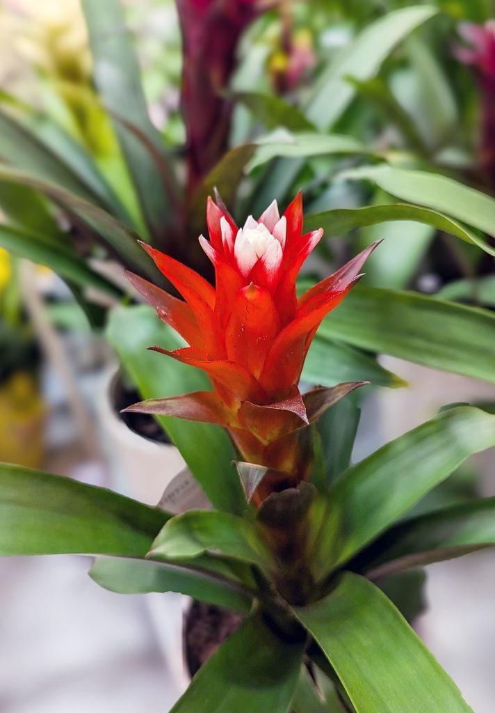 Bromelia con flor roja
