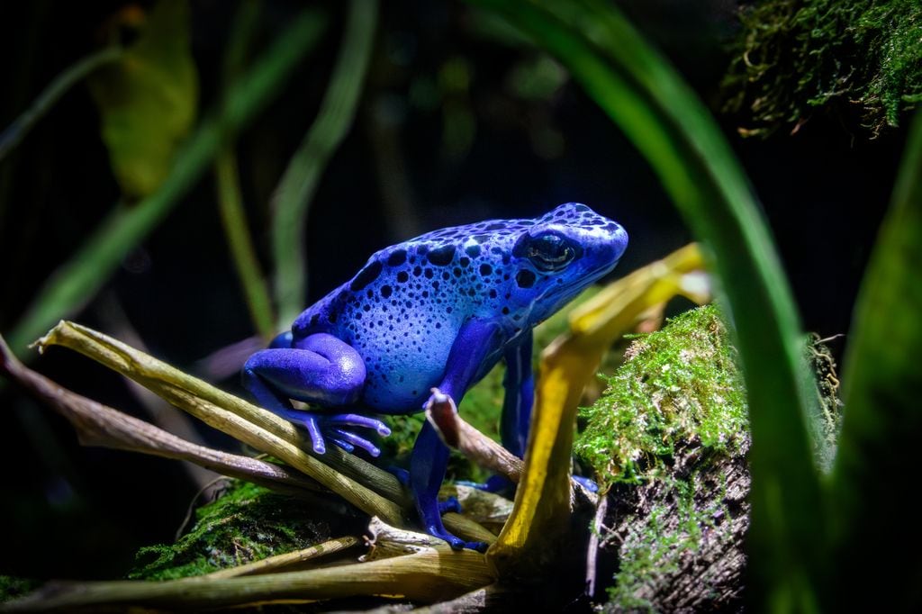 Primer plano de una rana venenosa azul entre la vegetación
