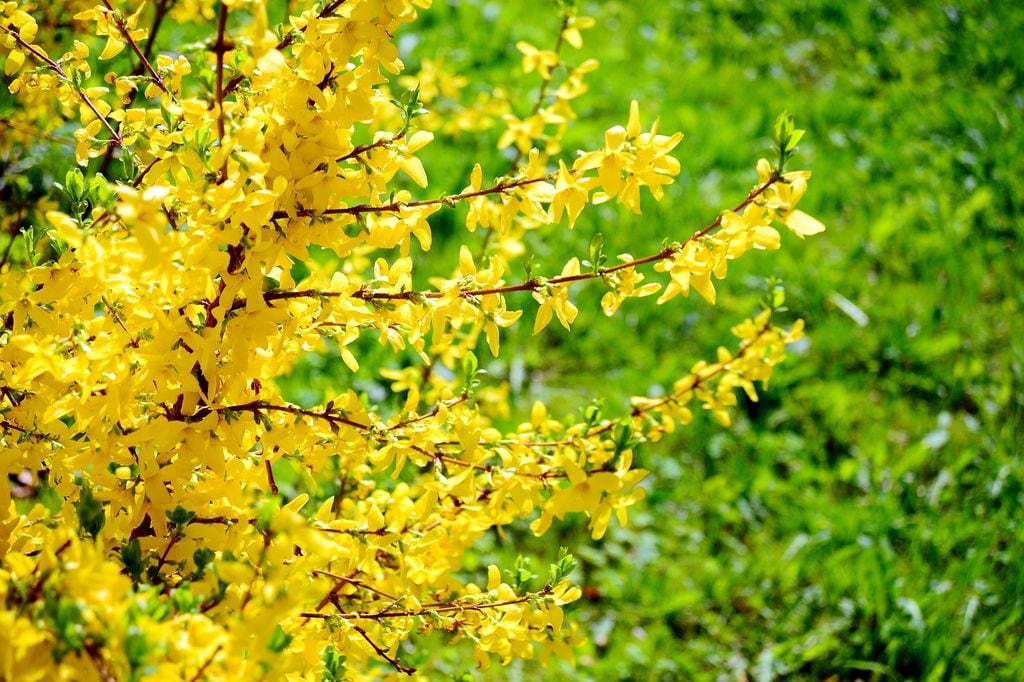 Flores de forsitia