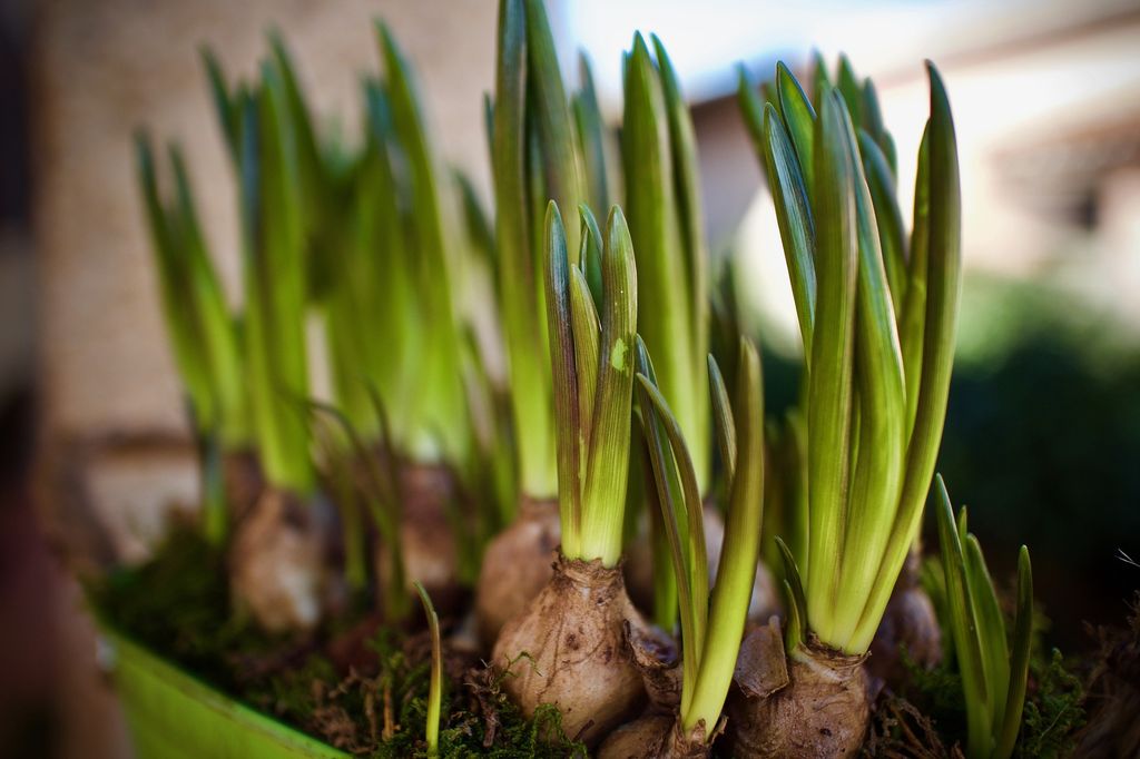 Bulbos de muscari